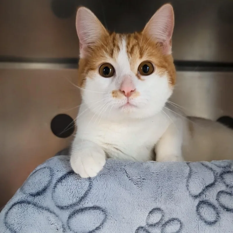 Bullwinkle Bonded With Rocky thumbnail 5