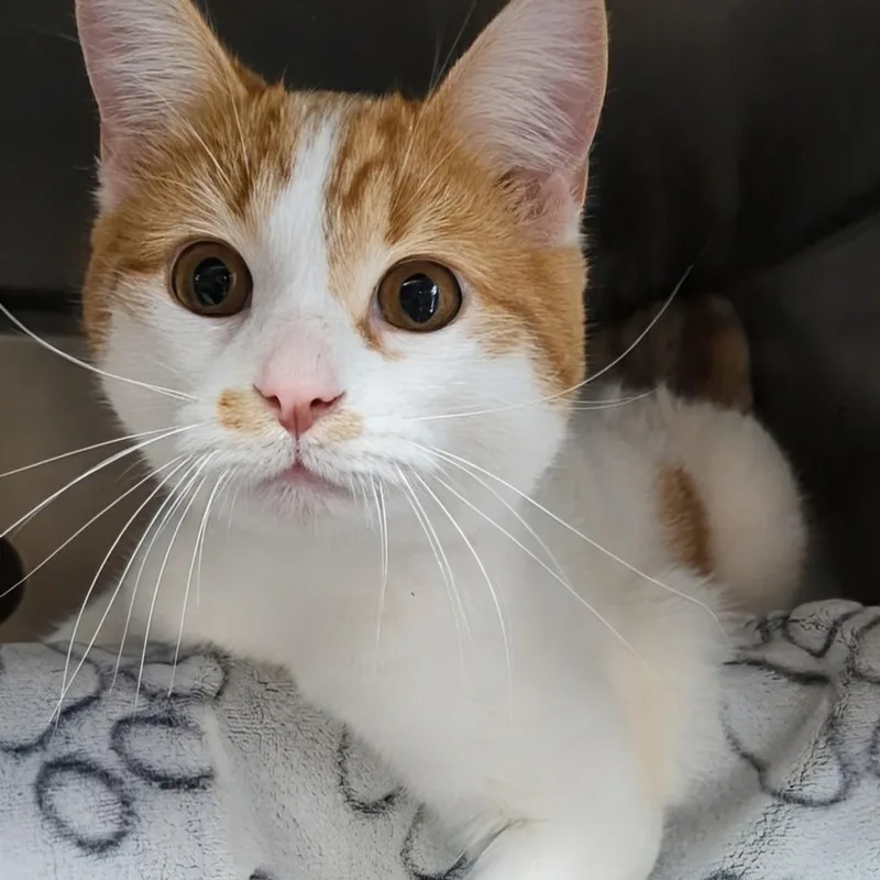 Bullwinkle Bonded With Rocky thumbnail 6