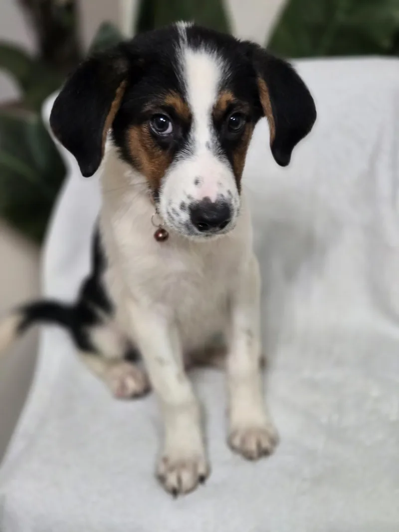 A baby large-sized male Shepherd dog named Cinnamon Roll for adoption in Orlando, FL