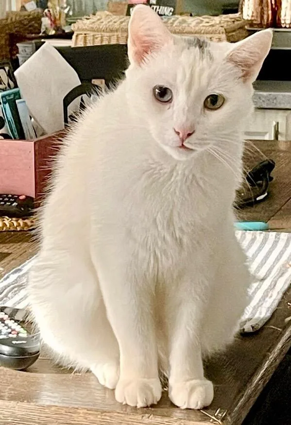 Leo And Jasmine thumbnail 3