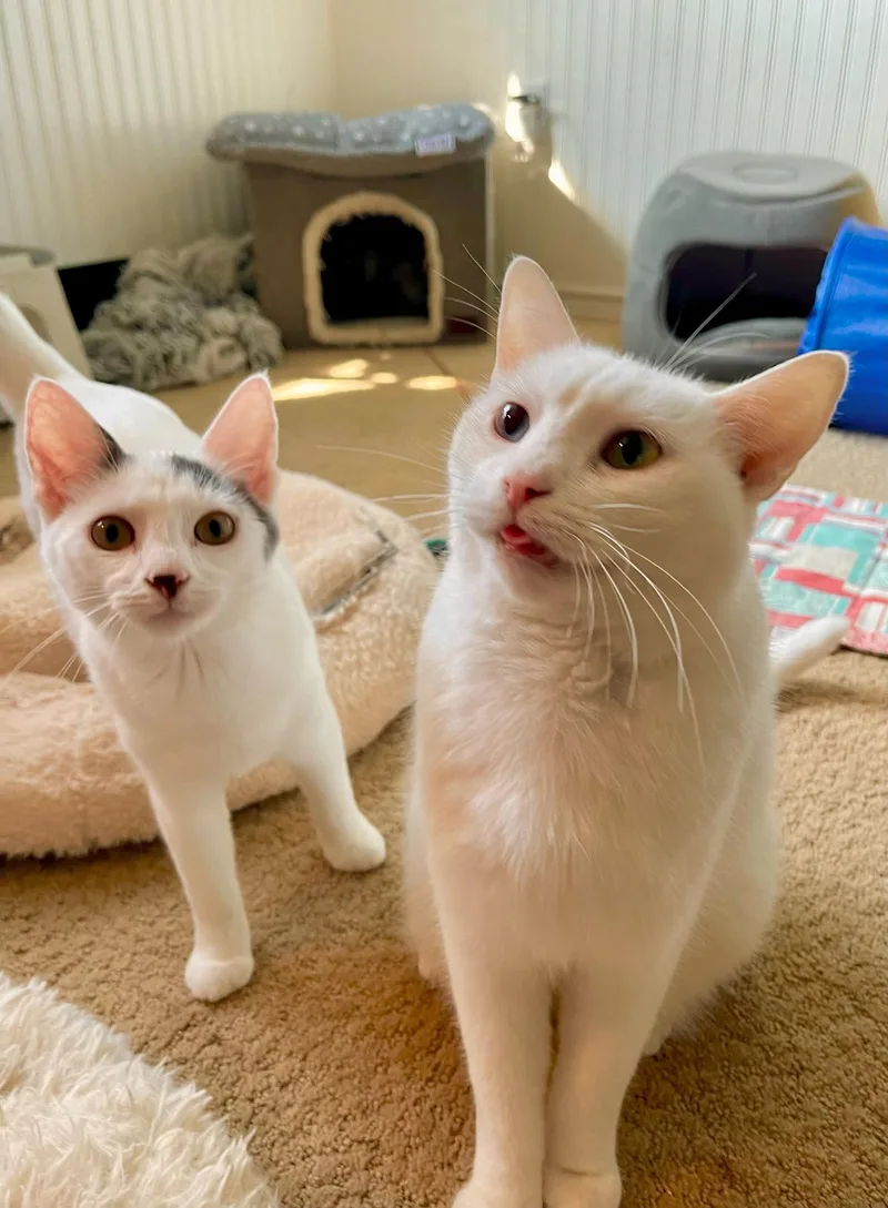 Leo And Jasmine thumbnail 4