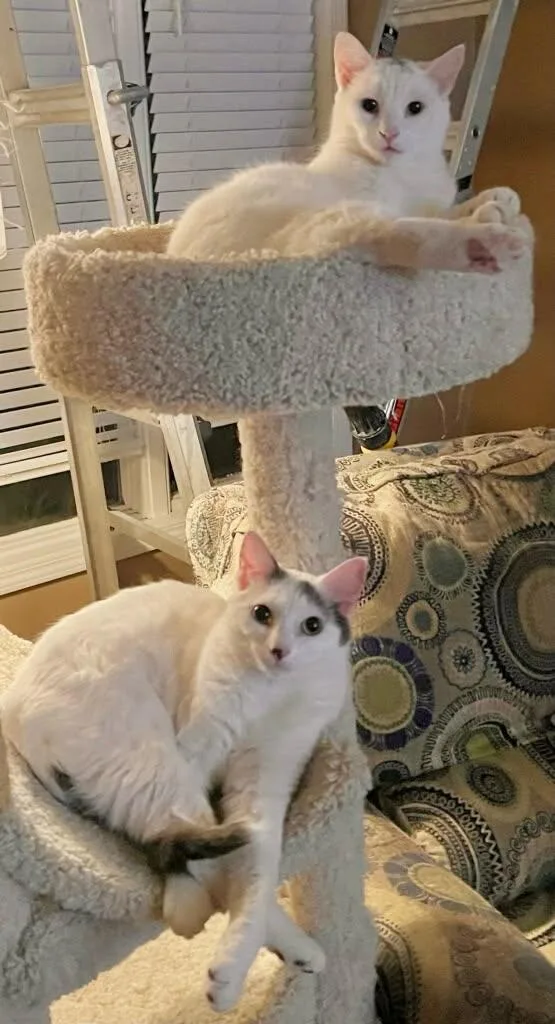 Leo And Jasmine thumbnail 5