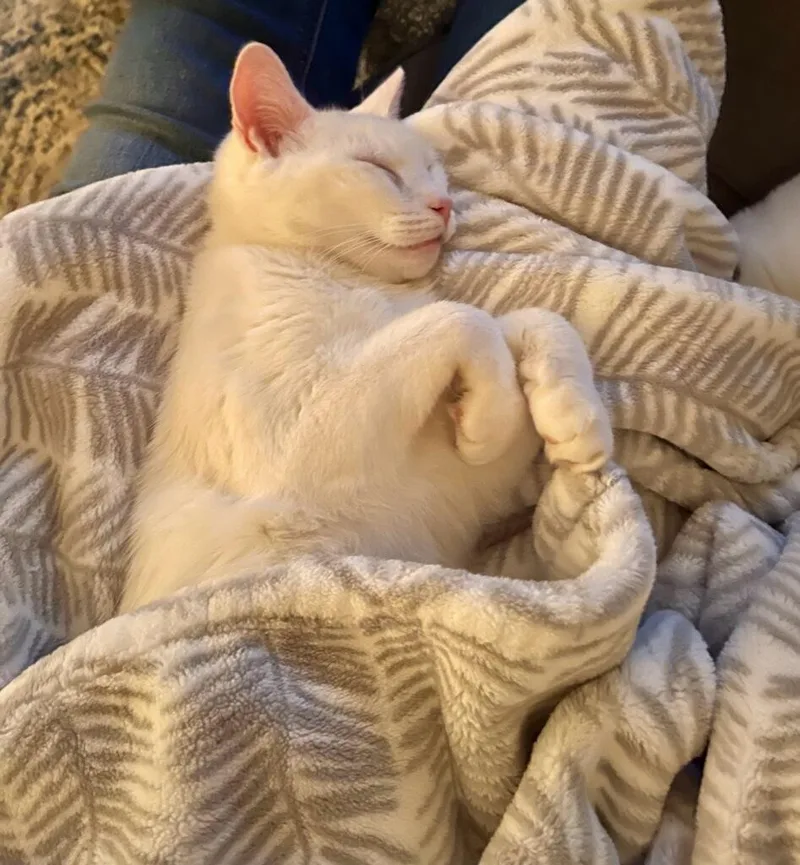 Leo And Jasmine thumbnail 6