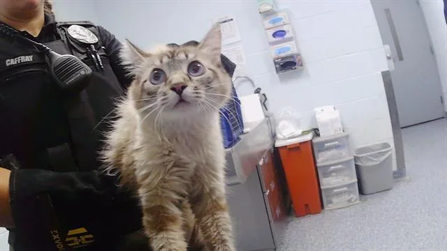A young medium-sized female Domestic Short Hair cat named Mew for adoption in Charlotte, NC