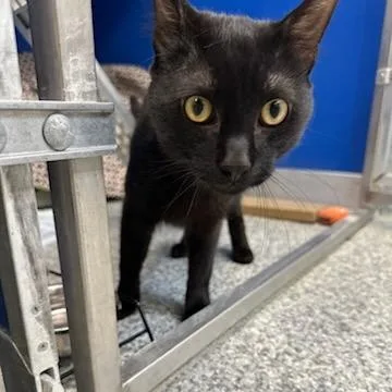 Salem