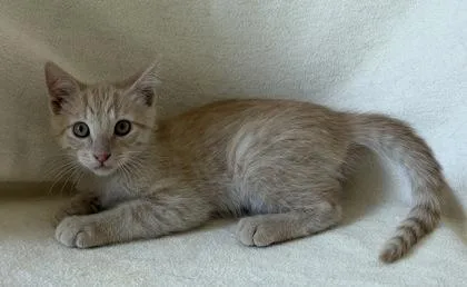A young medium-sized male Domestic Short Hair cat named Melon for adoption in Buffalo, MN
