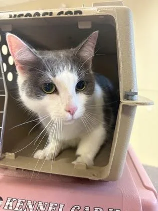 A senior small-sized female Domestic Short Hair cat named Princess Leia for adoption in West Chester, PA