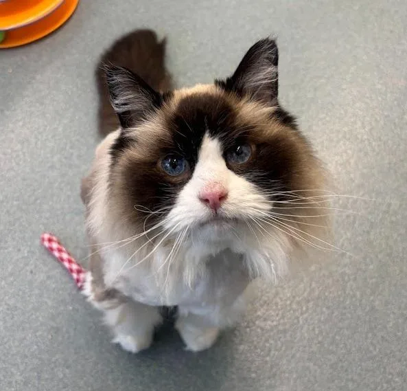 A senior medium-sized female Ragdoll cat named Sydney for adoption in Cumberland, ME