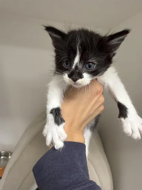 A baby small-sized male Domestic Short Hair cat named Newton for adoption in Ontario, CA