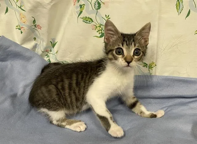 A baby small-sized male Domestic Medium Hair cat named Echo for adoption in Modesto, CA