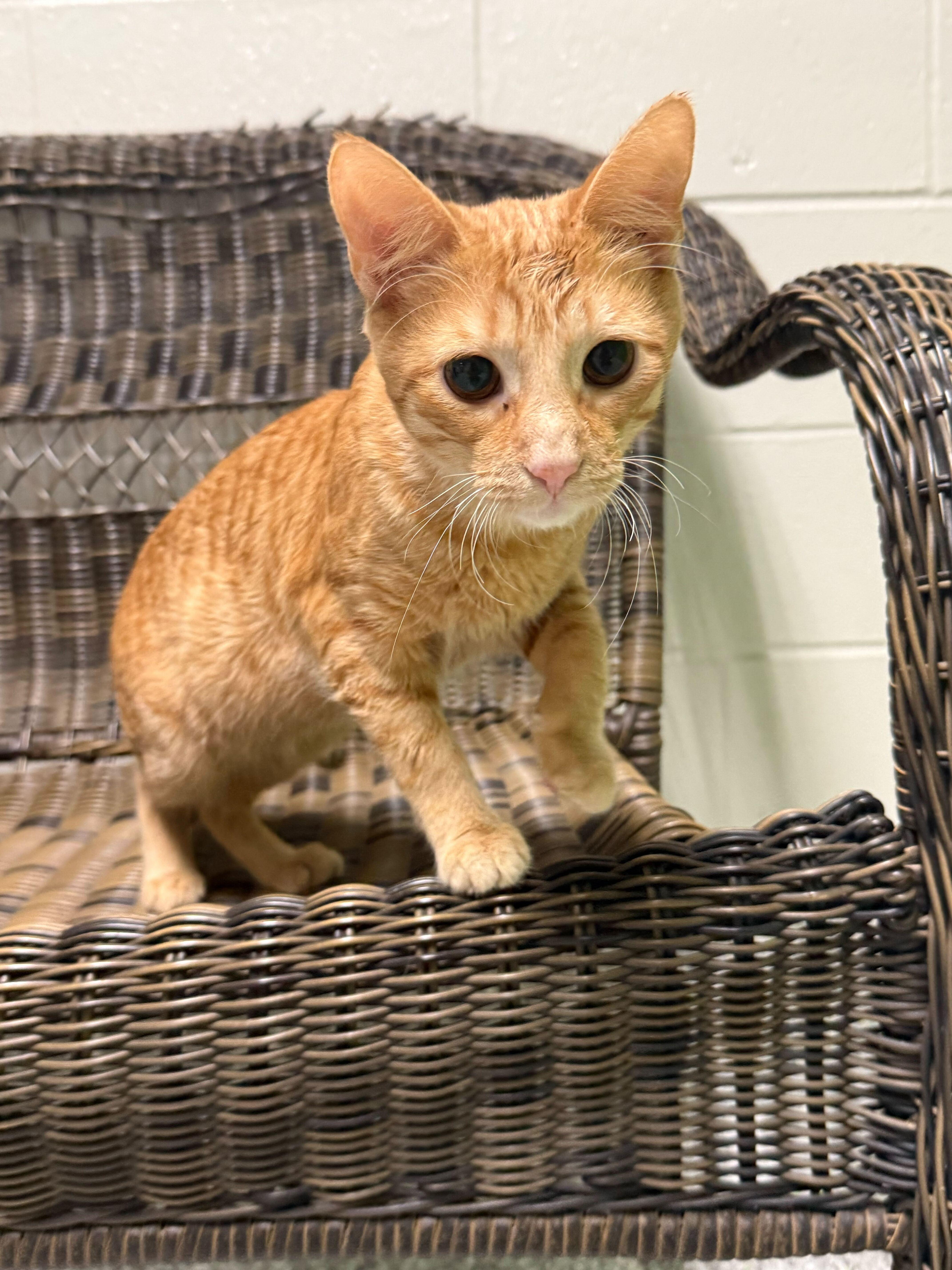 A young medium-sized male Orange & White Domestic Short Hair cat named Simba for adoption in Jackson, MI