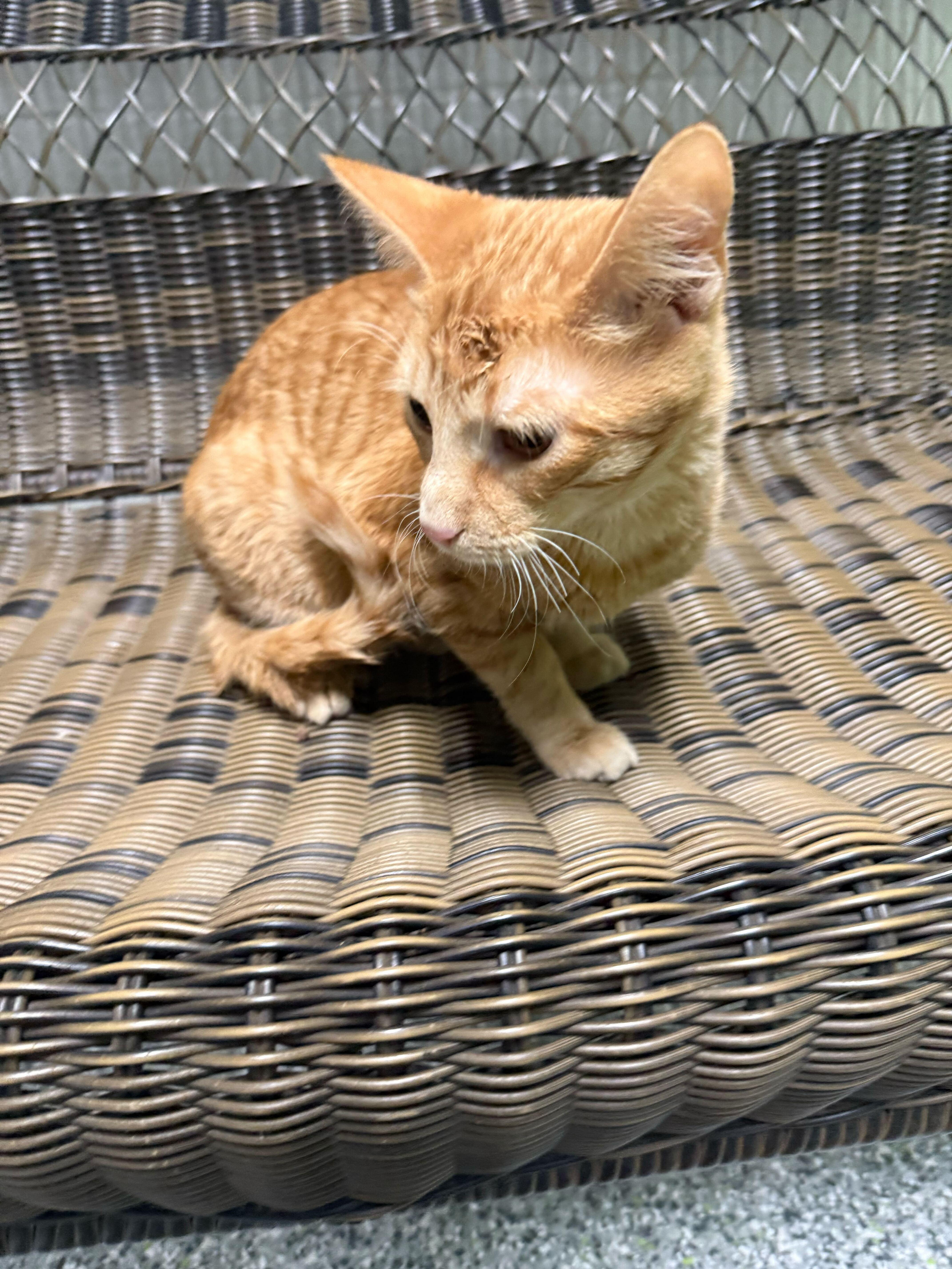 Simba thumbnail 2