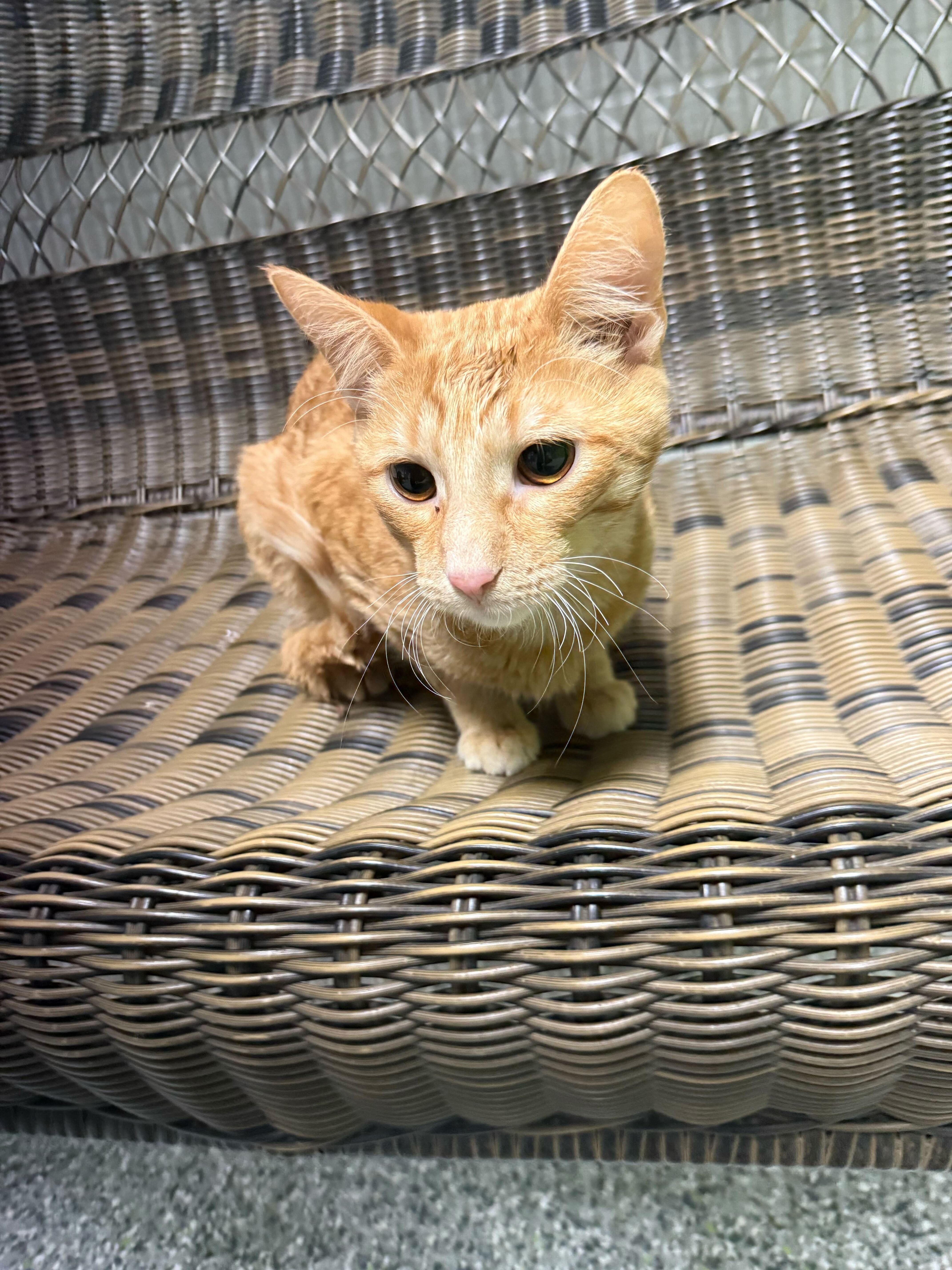 Simba thumbnail 3