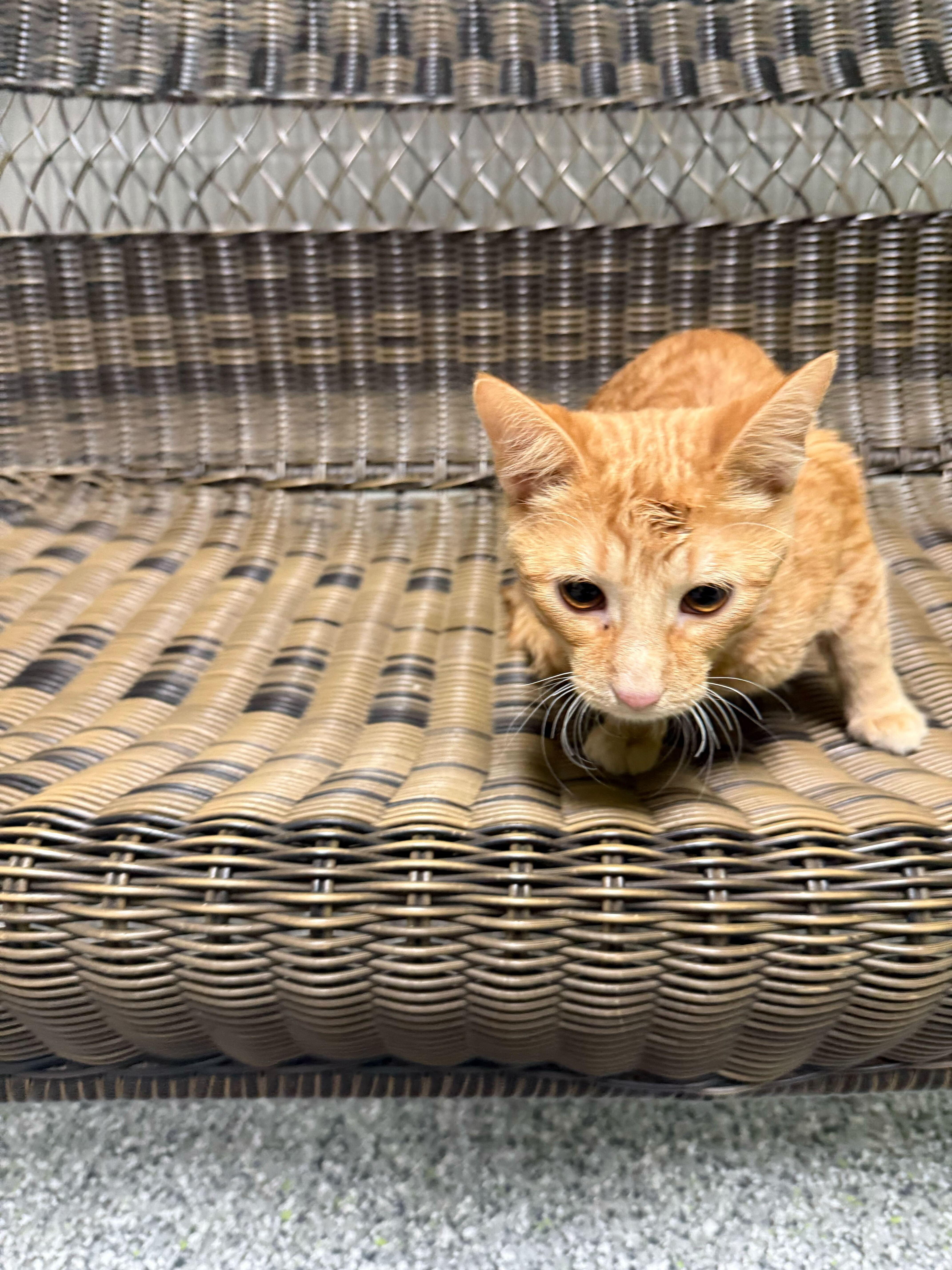 Simba thumbnail 4