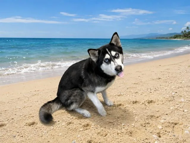An adult large-sized female Siberian Husky dog named Loba for adoption in Miami, FL