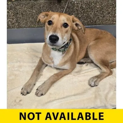 A young large-sized female Mixed Breed dog named Acadia for adoption in Eugene, OR
