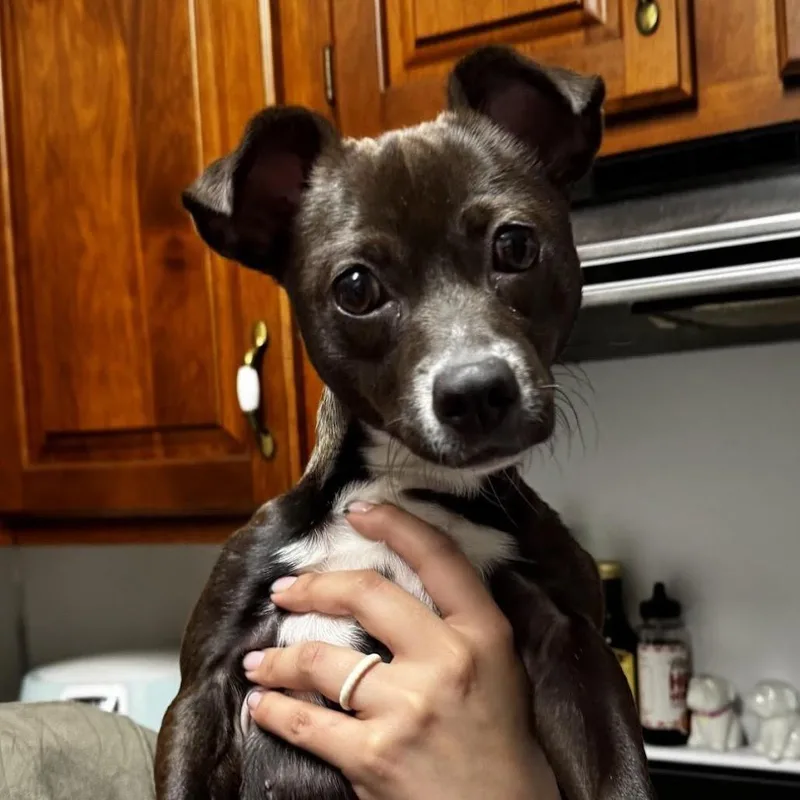 An adult small-sized female Black Mixed Breed dog named Asia for adoption in Medford, NJ