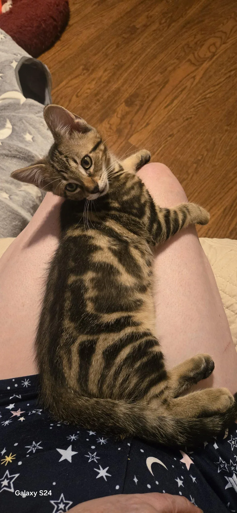 A baby medium-sized male Domestic Short Hair cat named Moonshine for adoption in Walled Lake, MI