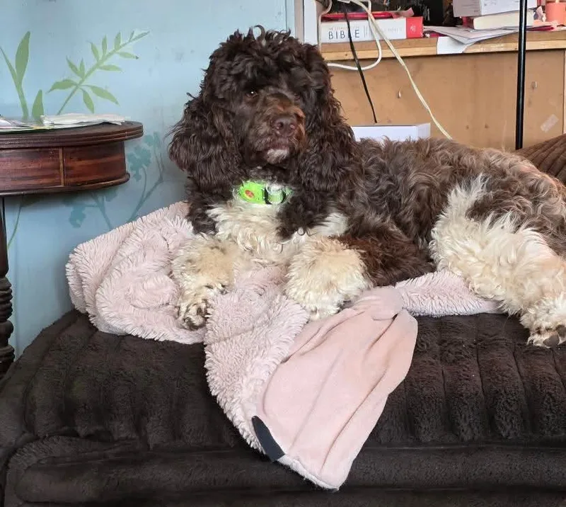 A young medium-sized male Spaniel dog named Tiki for adoption in Fenton, MO