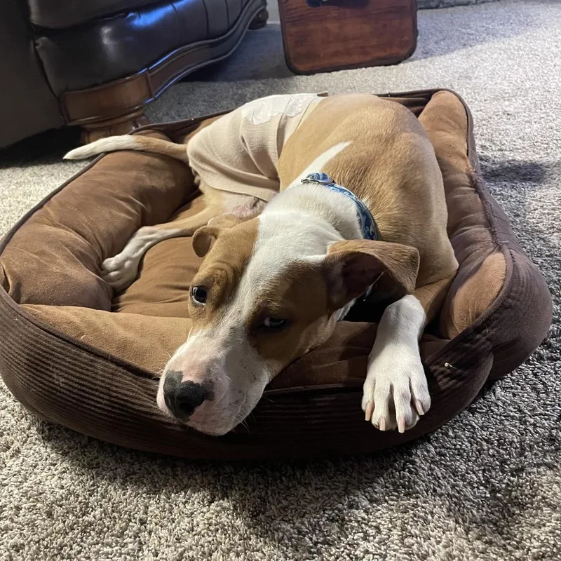 A young medium-sized female Yellow / Tan / Blond / Fawn Pit Bull Terrier dog named Alma for adoption in Avon, OH