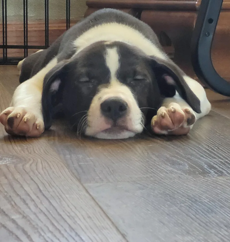 A baby medium-sized male Black Labrador Retriever dog named Otis for adoption in Byron, IL
