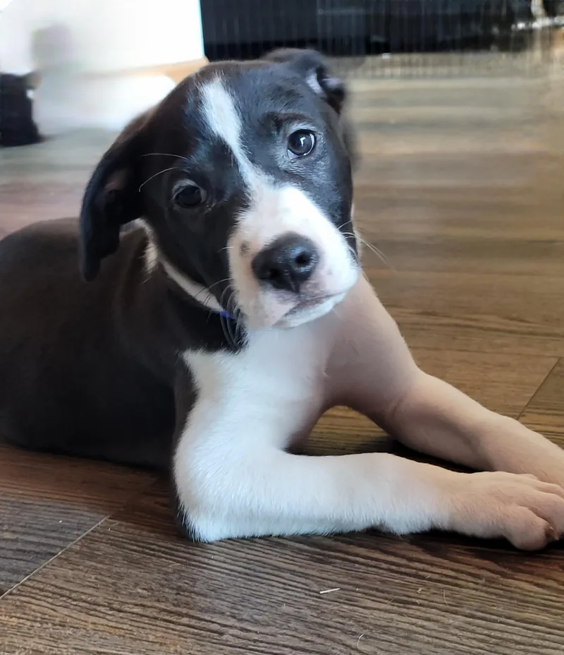 Otis thumbnail 3