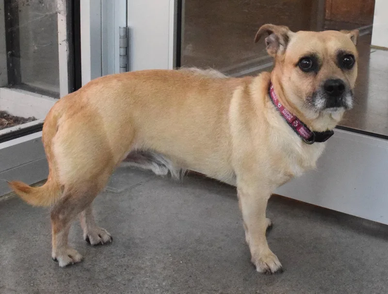 An adult small-sized male Yellow / Tan / Blond / Fawn Chihuahua dog named 22450 for adoption in Broken Arrow, OK