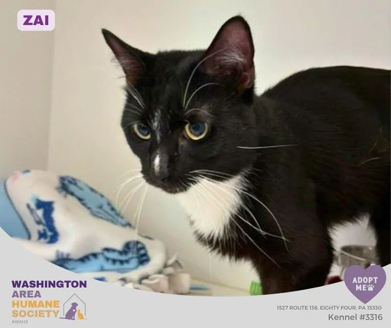 An adult medium-sized male Black & White / Tuxedo Domestic Short Hair cat named Zai for adoption in Eighty Four, PA
