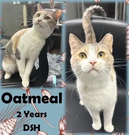 An adult medium-sized female Dilute Calico Domestic Short Hair cat named Oatmeal for adoption in Franklin, IN