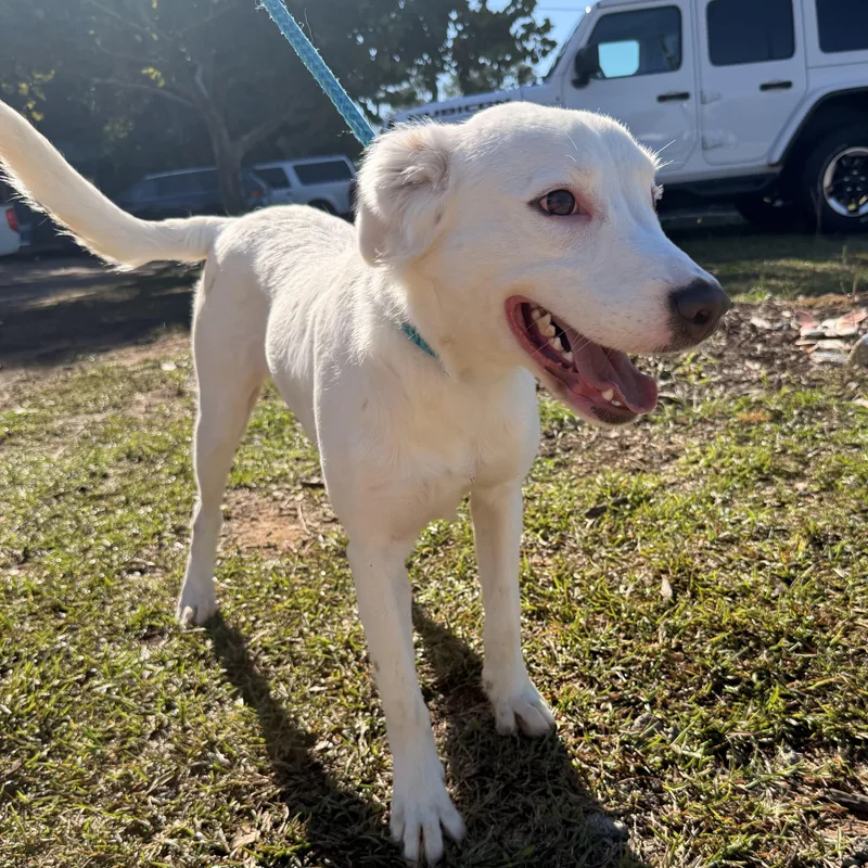 A young medium-sized female White / Cream Mixed Breed dog named Heidi for adoption in Columbia, SC
