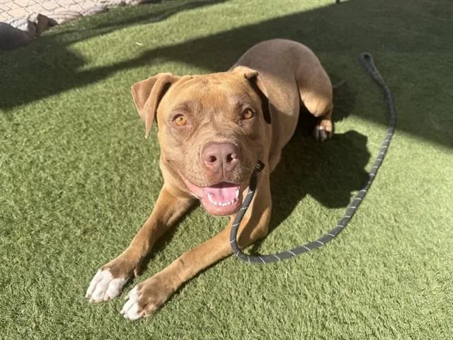 A young large-sized female Pit Bull Terrier dog named Godiva for adoption in Phoenix, AZ
