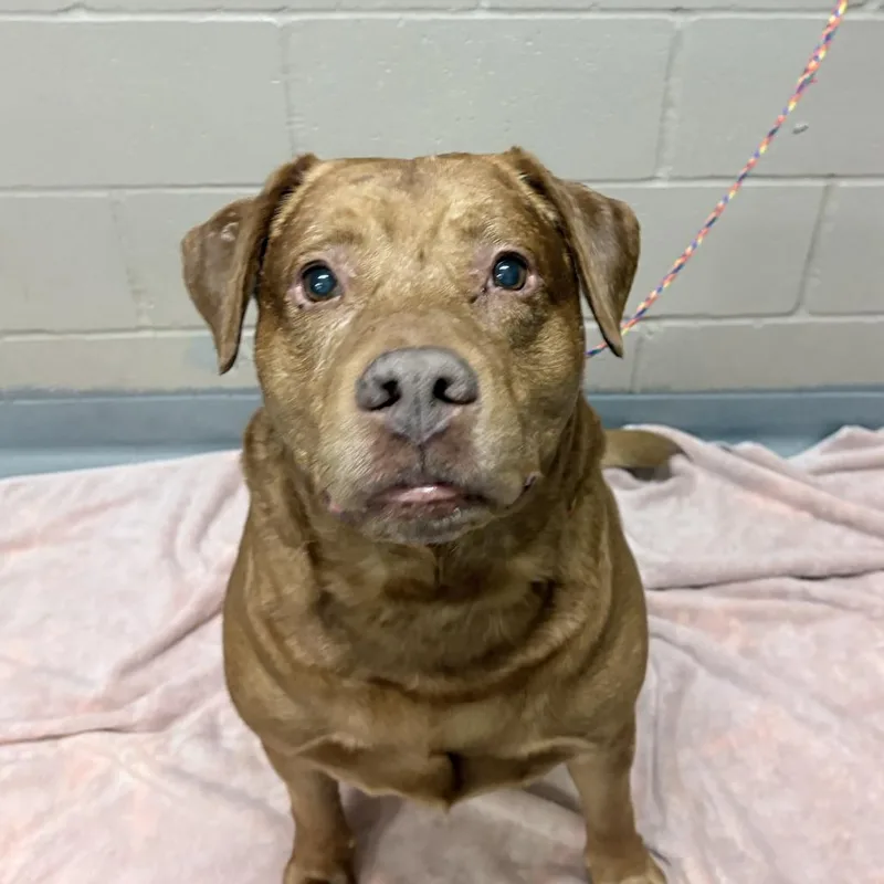 An adult extra large-sized male Red / Chestnut / Orange Labrador Retriever dog named Oscar for adoption in Tacoma, WA