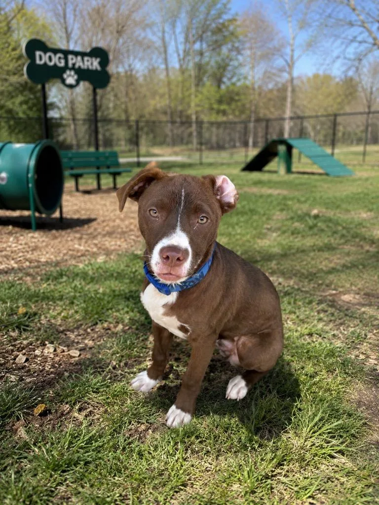 A young medium-sized male Mixed Breed dog named Duke for adoption in Centralia, IL