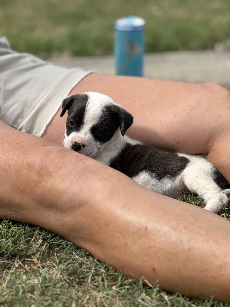 A baby large-sized female White / Cream Anatolian Shepherd dog named Bindi for adoption in Mount Meigs, AL