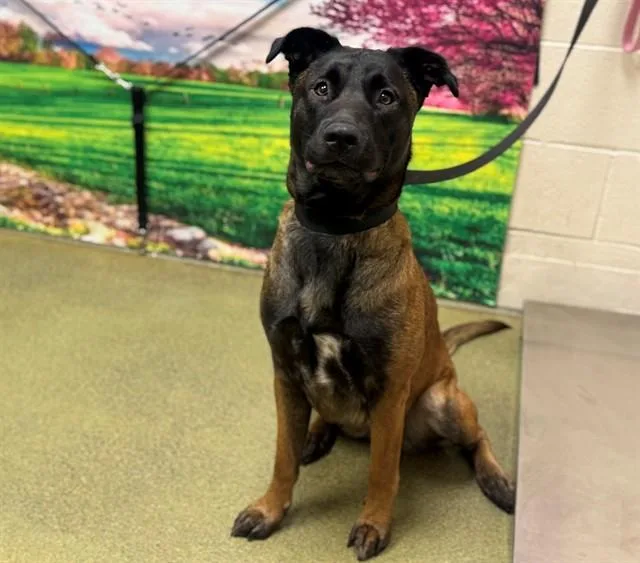 A young large-sized female Belgian Shepherd / Malinois dog named Janey for adoption in Moreno Valley, CA