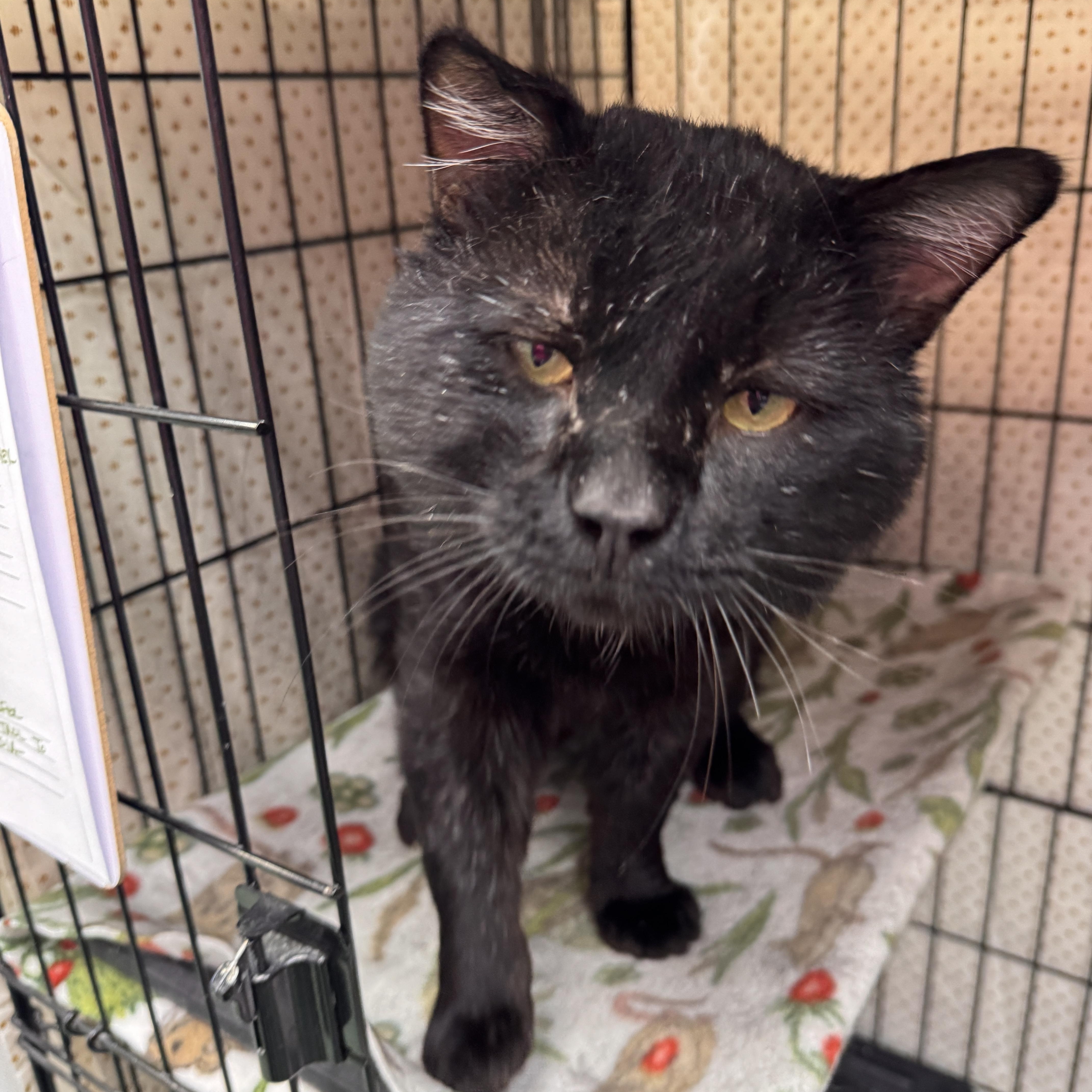 An adult large-sized male Black Domestic Short Hair cat named Chile for adoption in Mokena, IL