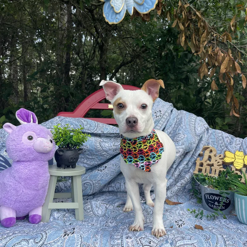 A baby small-sized male Jack Russell Terrier dog named Mark for adoption in Sebring, FL