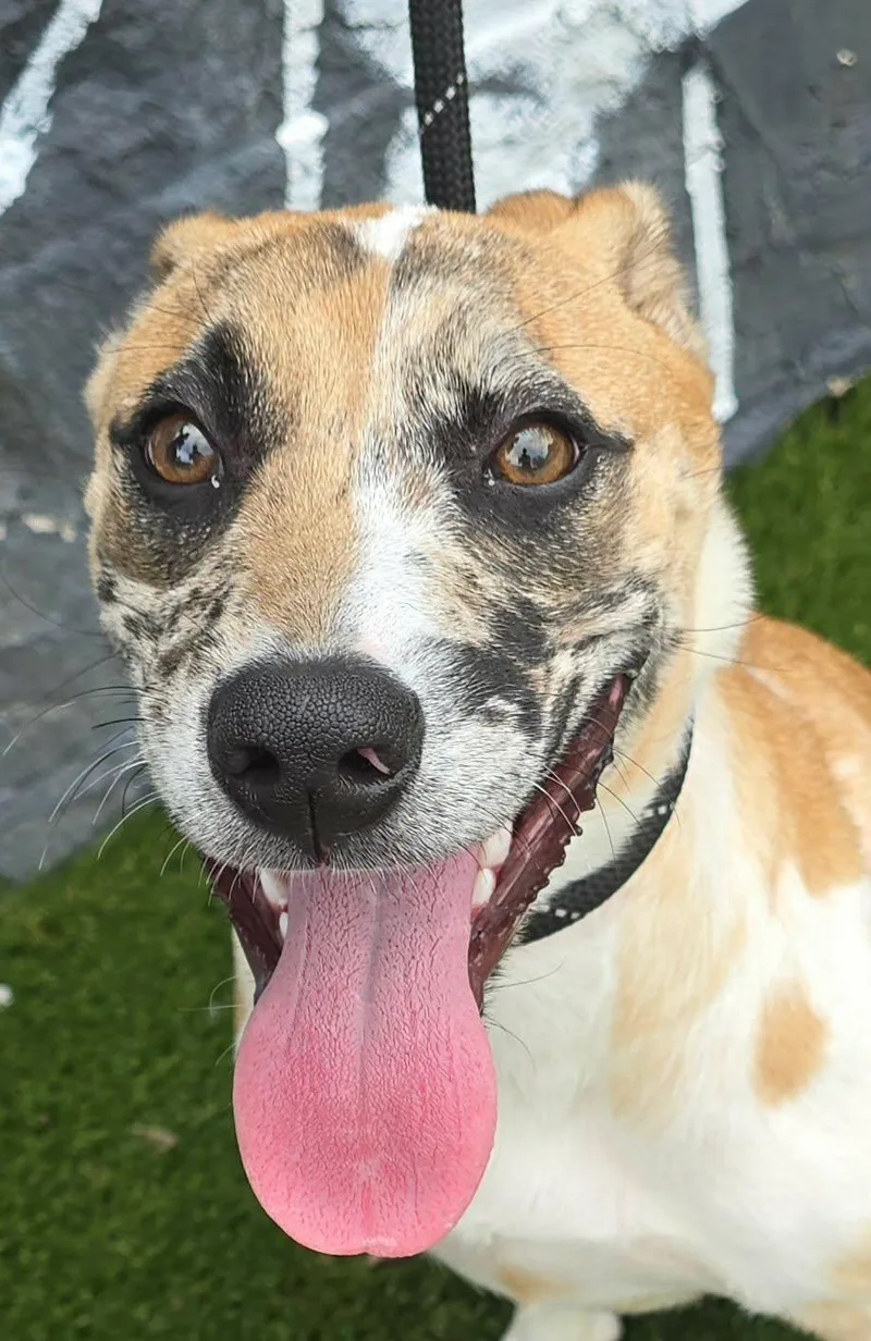 A baby medium-sized female Tricolor (Brown, Black, & White) Catahoula Leopard Dog dog named Lori for adoption in Newport, TN