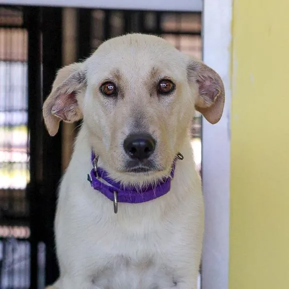 A young medium-sized female Yellow / Tan / Blond / Fawn Mixed Breed dog named Mai Tai for adoption in Bradenton, FL