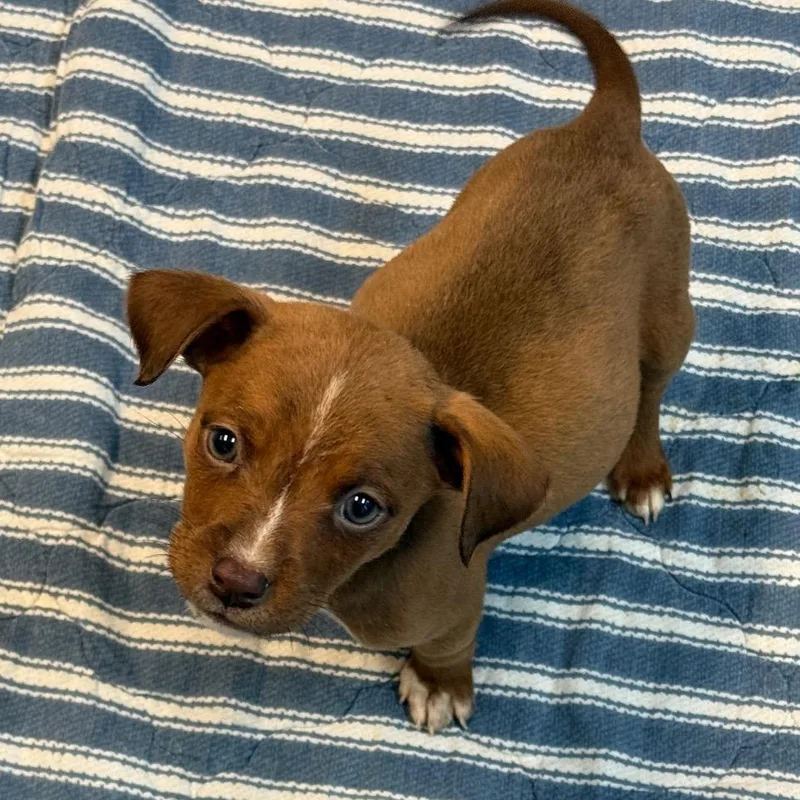 A baby medium-sized female Brown / Chocolate Mixed Breed dog named Moose for adoption in Greensboro, NC