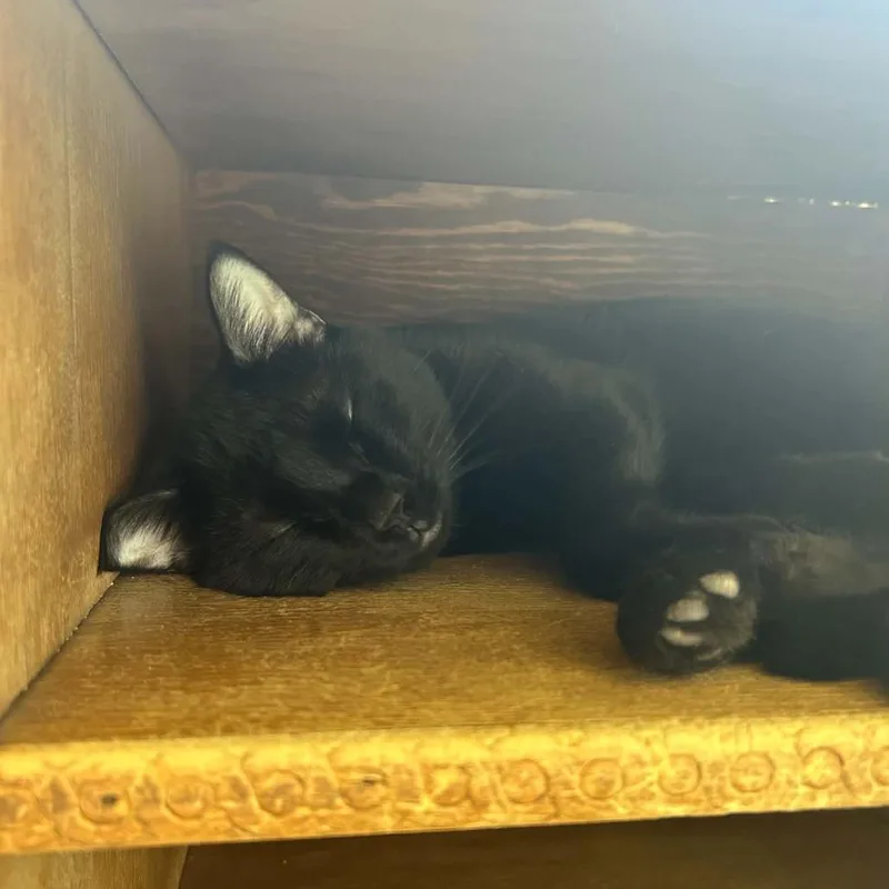 Onyx
