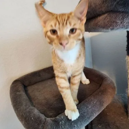 Cinnamon thumbnail 2