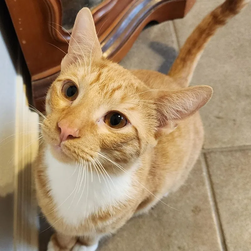 Cinnamon thumbnail 3