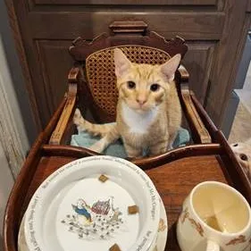 Cinnamon thumbnail 5