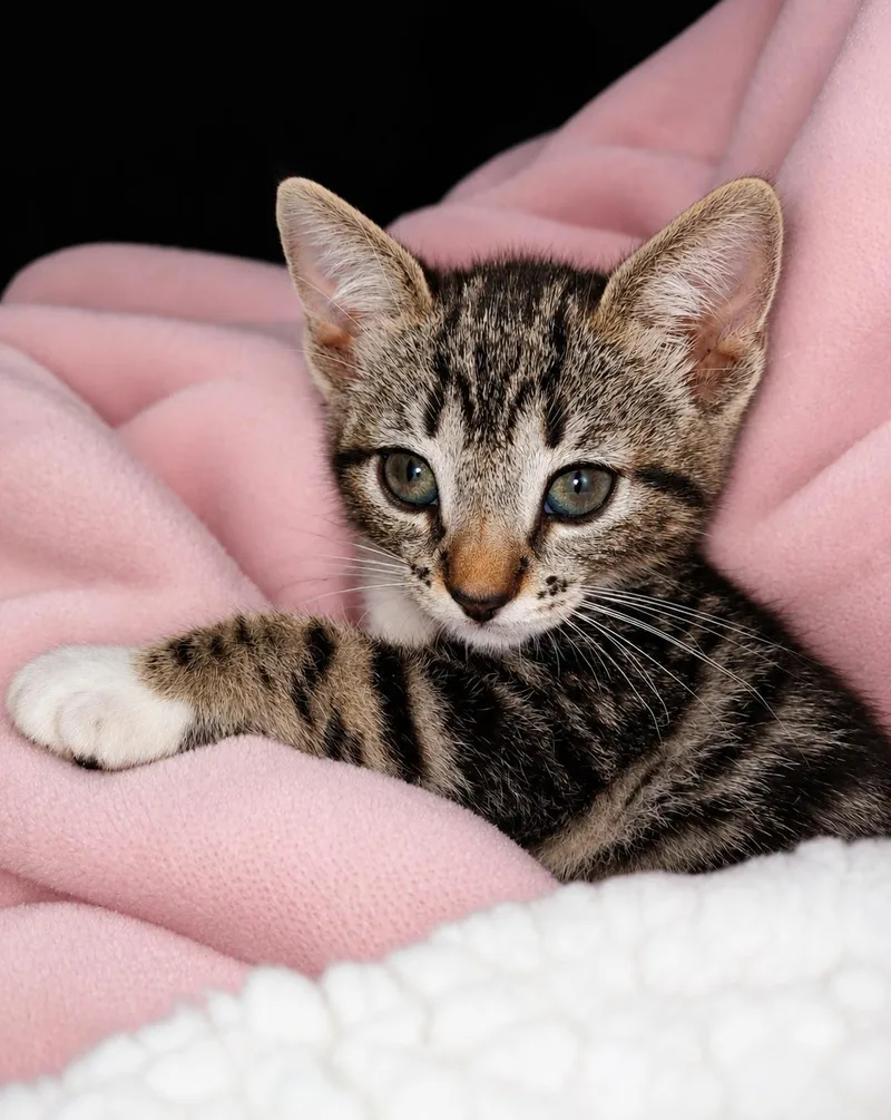 A baby medium-sized female Tabby (Gray / Blue / Silver) Tabby cat named Mowgli for adoption in Fresno, CA