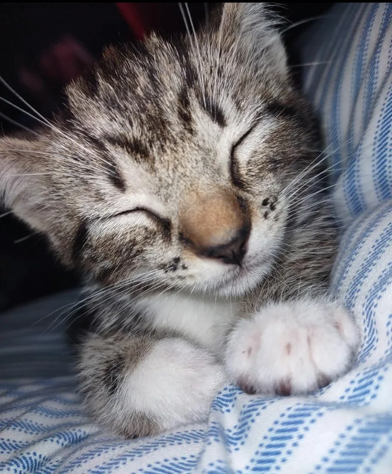 Mowgli thumbnail 2