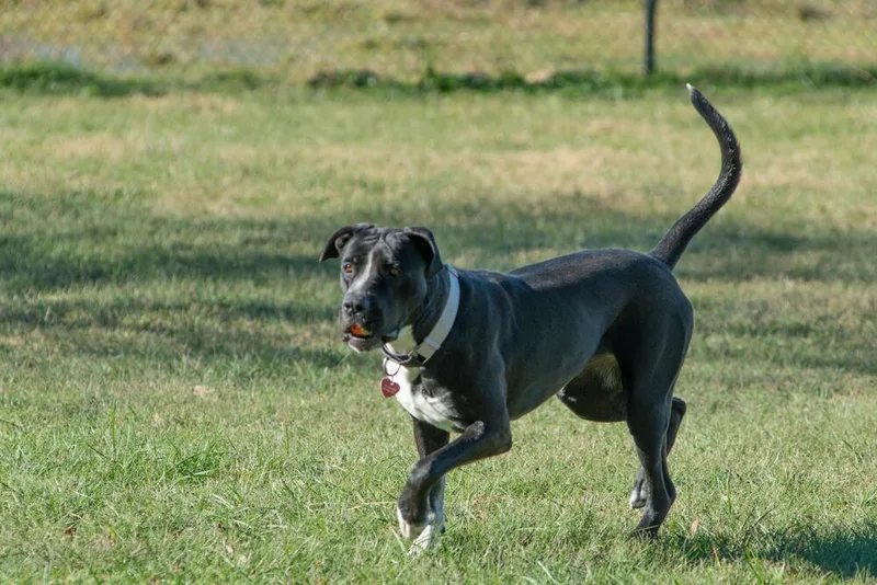 Rosie Beth thumbnail 4