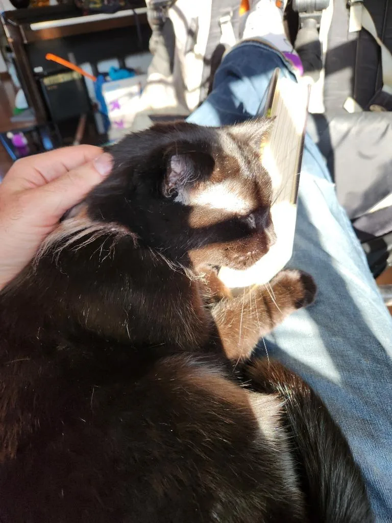 A senior small-sized female Domestic Short Hair cat named Oswin for adoption in Bloomington, IN