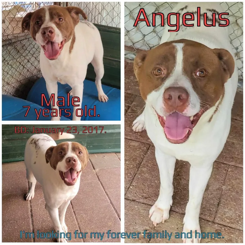 A senior large-sized male White / Cream Mixed Breed dog named Angelus for adoption in Boaz, AL