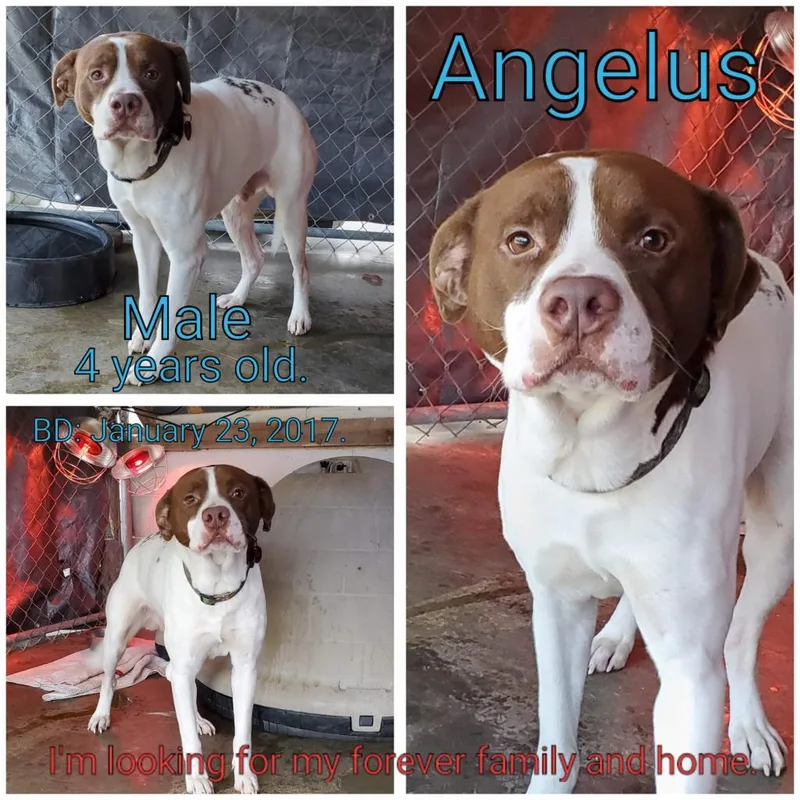 Angelus thumbnail 2
